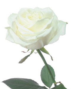 Dorothy A. Rose Obituary from Paul - McBride Funeral Chapel